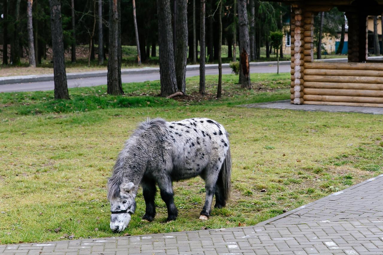 Baza Otdykha Chaika 호텔 Zhodzina 외부 사진